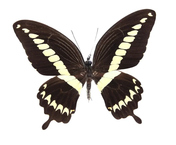 Brązowy i żółty motyl — Zdjęcie stockowe