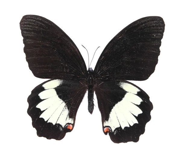 Siyah ve beyaz kelebek — Stok fotoğraf
