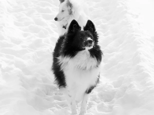 Weißer und schwarzer Schäferhund — Stockfoto
