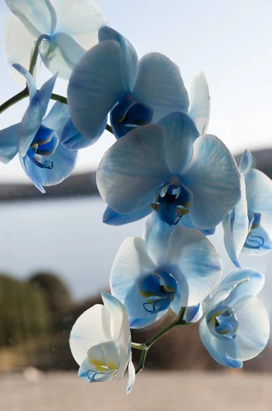 Blue Orchid — Stock Photo, Image