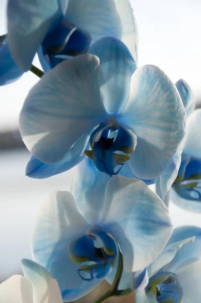 Niebieski zbliżenie orchidea — Zdjęcie stockowe