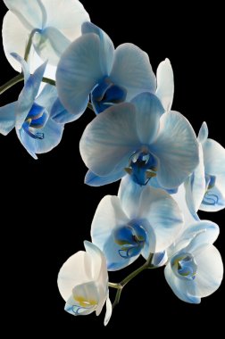 Mavi orkide