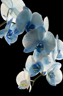 Blue Orchid clipart