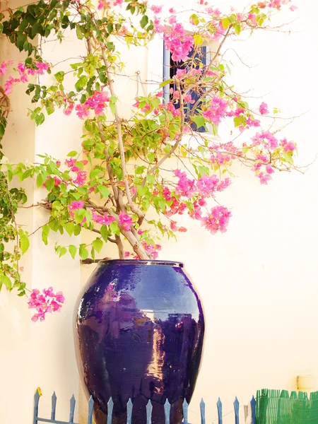 Tradicional vista griega con flor en maceta — Foto de Stock