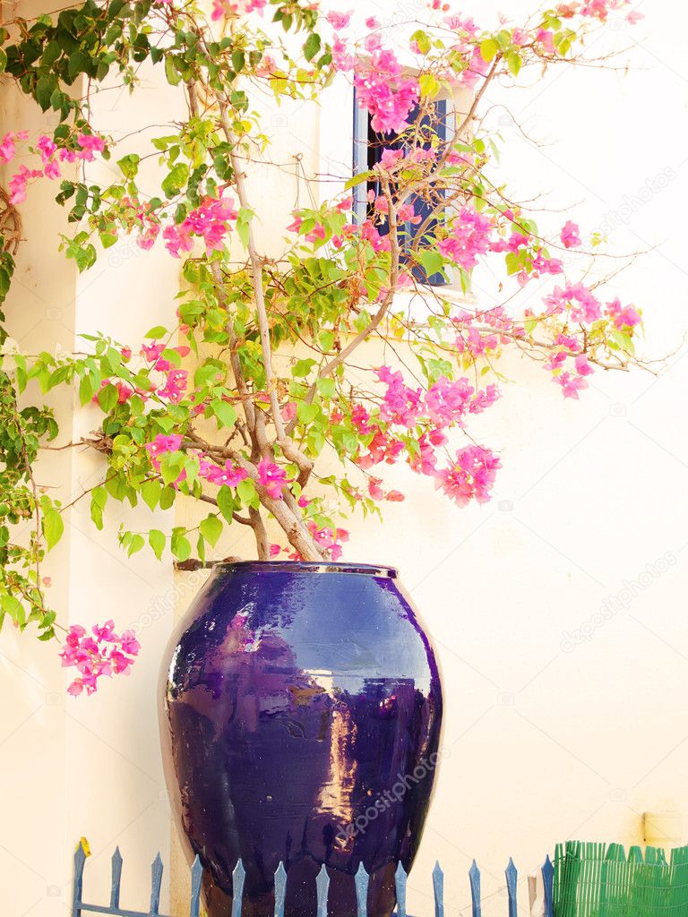 Traditional greek view with flower in pot