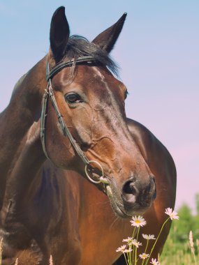 Portrait of beautiful mare with camomiles art toned clipart