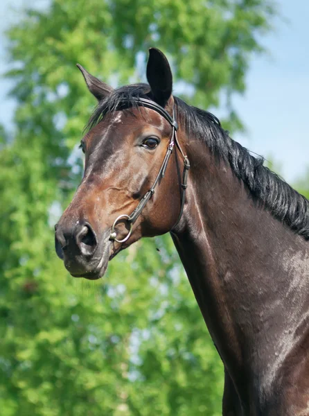 Портрет красивой лошади — стоковое фото