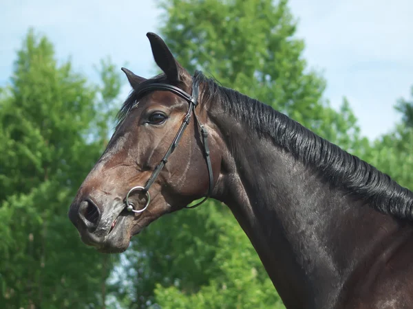 Portrait of dark horse in summer field — Stock Photo, Image