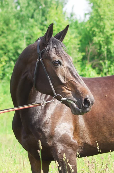 Beautiful breed mare in summer field — Stock Photo, Image