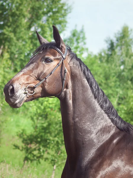 Prachtig ras mare in zomer veld — Stockfoto