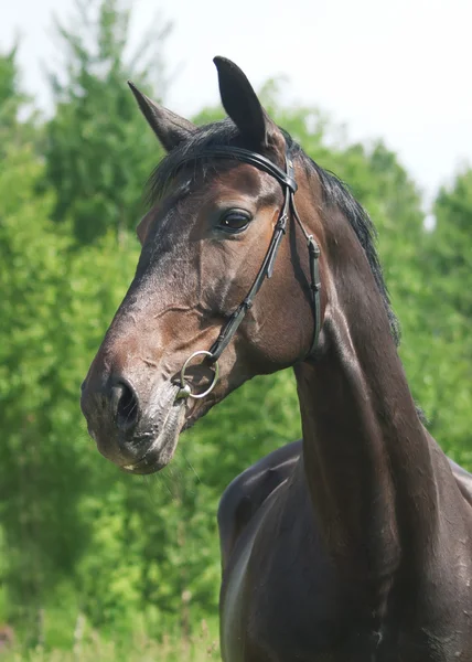 Portrait of dark horse in summer field — Stock Photo, Image