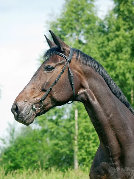 Portrait of beautiful mare — Stock Photo, Image