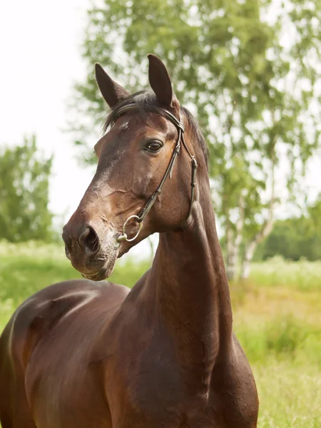 Retrato de belo cavalo marrom — Fotografia de Stock