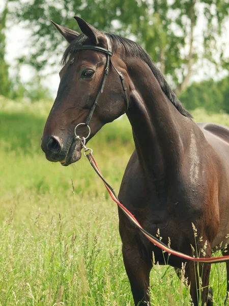 Темная лошадка в летнем поле — стоковое фото