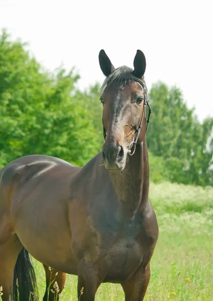 Beautiful dark horse in summer field — Stock Photo, Image
