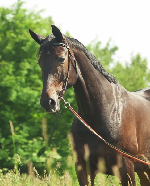 Krásný černý kůň v letní pole — Stock fotografie