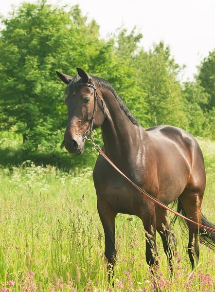 Prachtig ras mare in zomer veld — Stockfoto