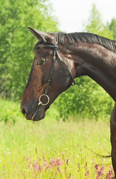 Portrait if beautiful breed mare in summer field — Stok Foto