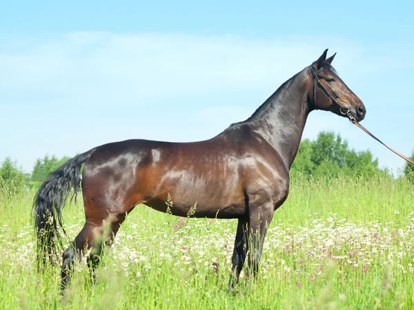 Exterior de bela égua de raça russa — Fotografia de Stock