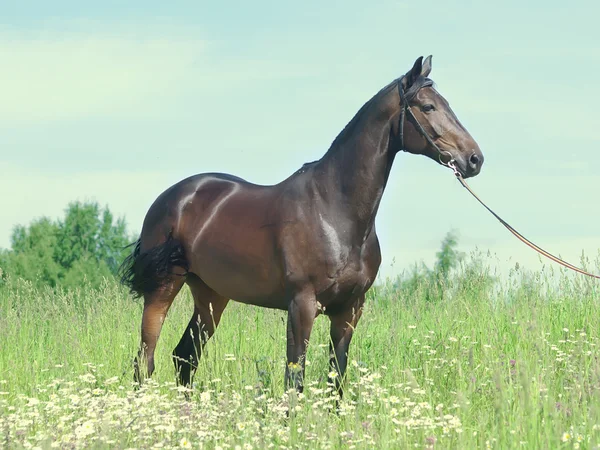 Beautiful mare of russian breed in field — Stock Photo, Image