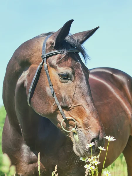 カモミールと美しい馬の肖像画 — ストック写真