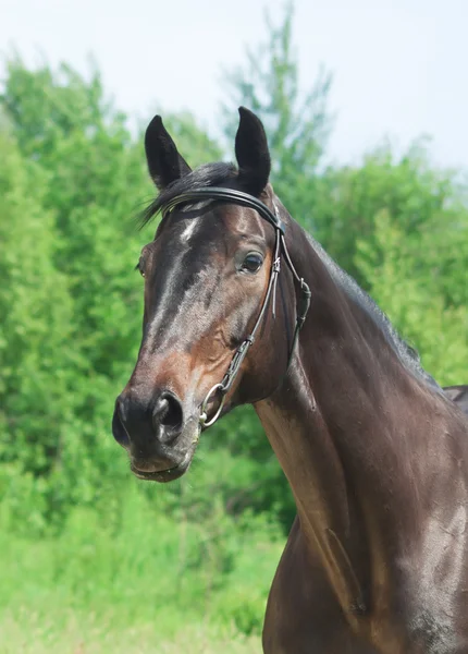 Портрет темного коня на літньому полі — стокове фото