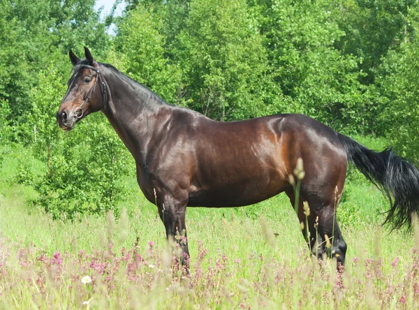 ロシアの品種の美しい馬の外観 — ストック写真