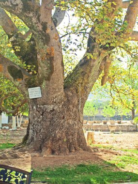 Aziz gerasimos içinde kefalonia, Yunanistan Kilisesi Saint platan ağacında