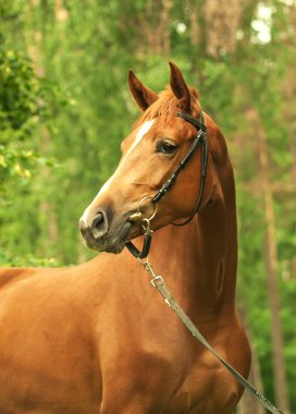 Portrait of beautiful chestnut trakehner mare clipart