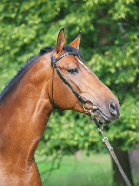 Portrait of beautiful breed trakehner stallion clipart