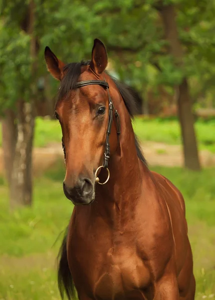 Portrait of amazing bay stallion — Stock Photo, Image