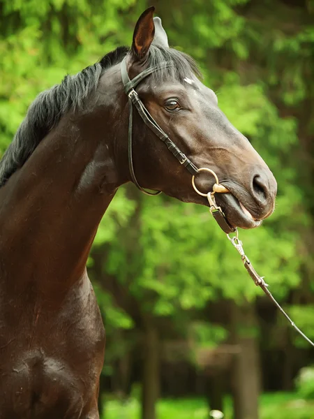 驚くべき黒い種馬の肖像画 — ストック写真
