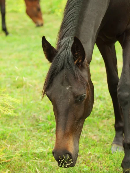 Portrait of young mare in pasture — Stock Photo, Image