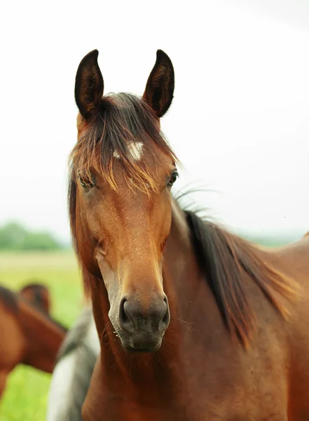 Portrait of pretty young trotter mare — Stock Photo, Image