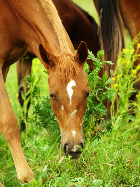 牧草地で若い馬の肖像画 — ストック写真