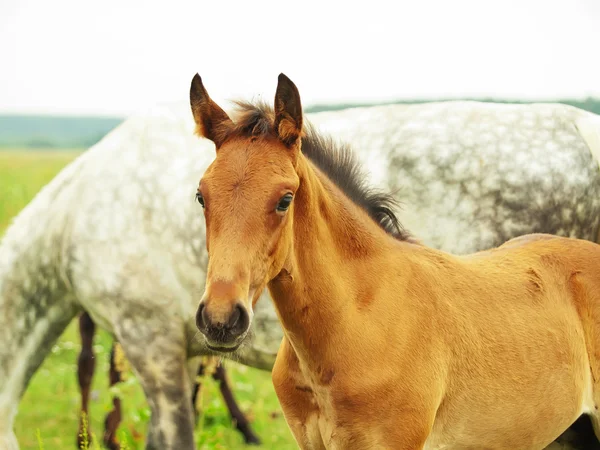 Pretty little red foal with mother in meadow — Stock Photo, Image