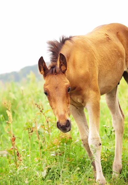 Pretty little red foal in meadow — Stok Foto