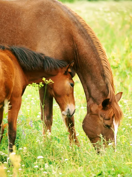放牧草地における母親と小さな赤い子馬 — ストック写真