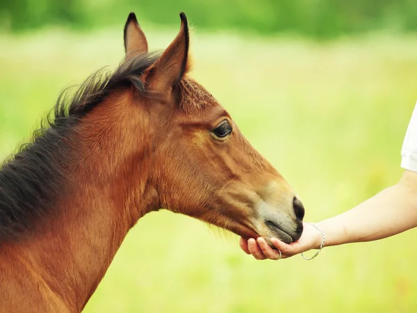 Contact pretty little red foal with human — Stock Photo, Image