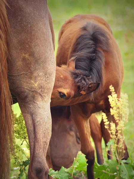 小さな馬食べる母 — ストック写真