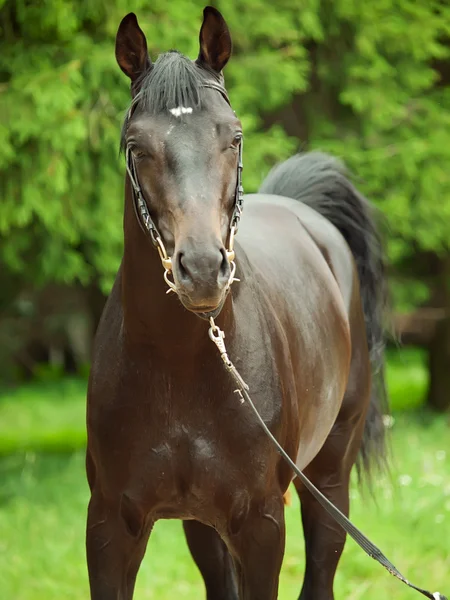 令人惊叹的黑色种马的肖像 — 图库照片