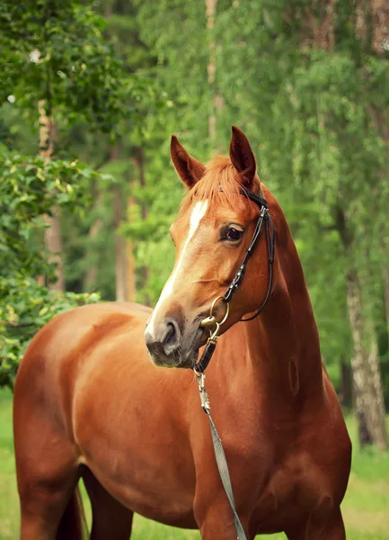 Красива каштанова кобила — стокове фото