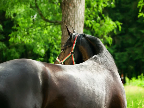 Καμπύλες της καταπληκτικό μαύρο stallion — Φωτογραφία Αρχείου