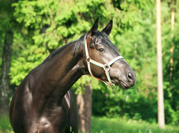 Portrait of amazing black stallion — Stock Photo, Image