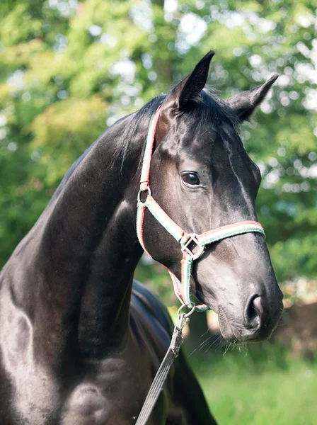 令人惊叹的黑色种马的肖像 — 图库照片