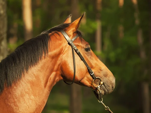 Portrait of bay young horse in forest — Stock Photo, Image