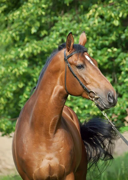 Amazing breed trakehner stallion — Stock Photo, Image