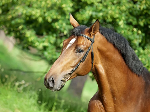 Retrato de caballo de raza de laurel en el bosque — Foto de Stock