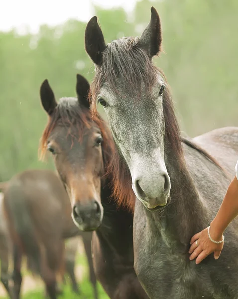 Portrait of couple pretty young trotter mares — Stock Photo, Image