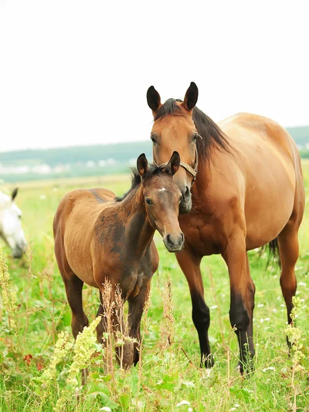 放牧草地における母親と小さな赤い子馬 — ストック写真